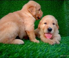 Cute golden retriever puppy available call me 9363507478