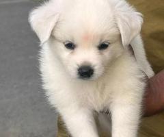 Male Pomeranian puppy