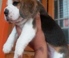 Top quality begale cute puppies available call me 93635074788
