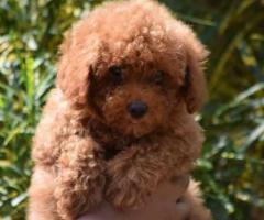 Cute Toy poodle puppy available call me 9363507478