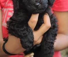 Cute Toy poodle puppy available call me 9363507478