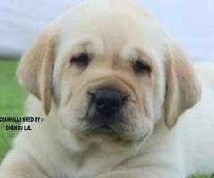 Lap puppies available call me 9363507478