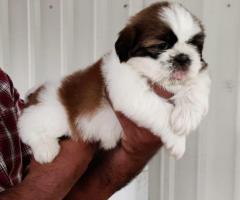 Cute little shitzu puppies available call me 9363507478