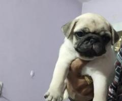 Pug poppies available call me 9363507478