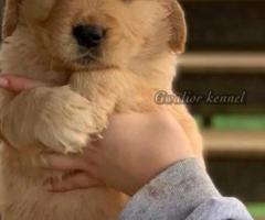 Heavy size golden retriever puppy available call me 9363507478