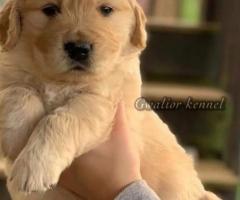 Heavy size golden retriever puppy available call me 9363507478