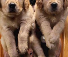 Heavy size golden retriever puppy available call me 9363507478