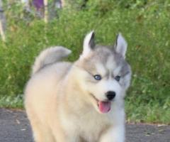 Husky puppies available wolly coat puppies call me 9363507478
