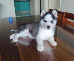 Husky puppies available wolly coat puppies call me 9363507478