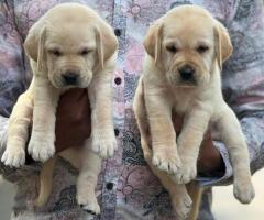 Apple Head Chubby "Labrador" Puppies in Chennai ❤️ Original breed