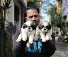 Premium Quality Shih Tzu puppies sale in Chennai ☎️ 7200349948