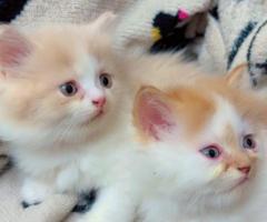 Fluffy Persian Kittens for Sale