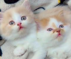 Fluffy Persian Kittens for Sale