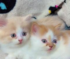Fluffy Persian Kittens for Sale