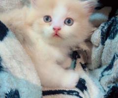 Fluffy Persian Kittens for Sale