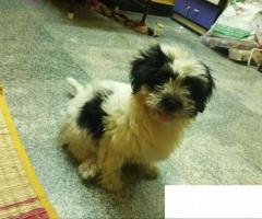 ShihTzu puppy dog for Sale @ 9944748568