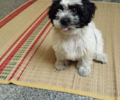 ShihTzu puppy dog for Sale @ 9944748568