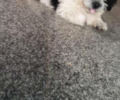 ShihTzu puppy dog for Sale @ 9944748568