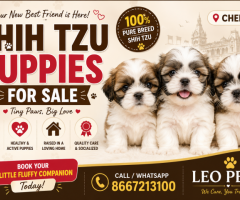 Shihtzu ❤️❤️puppies in Chennai call 8667213100 ❤️❤️❤️
