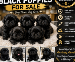 ❤️❤️Shih Tzu Z ❤️❤️black puppies available❤️❤️ in Chennai call 8667213100