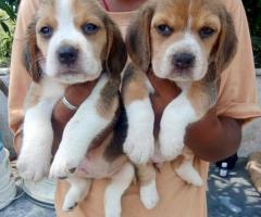 BEAGLE PUPPY AVAILABLE FOR SELL IN CHENNAI 8838311044