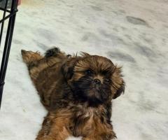 SHIH TSU PUPPIES AVAILABLE AFFORDABLE PRICE CONTACT 8838311044