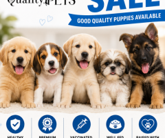 8754615589 lab , Doberman , Rajapalayam, beagle, poodle, puppies available