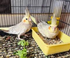 1 Month Breed Cocktail Available