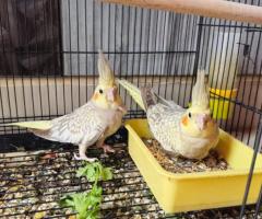 1 Month Breed Cocktail Available