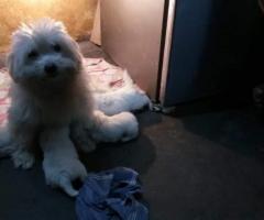 Lhasa apso breed sales in chennai 8838311044