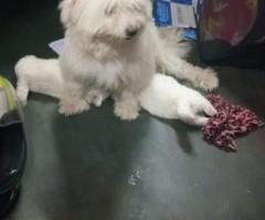 Lhasa apso breed sales in chennai 8838311044
