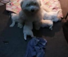 Lhasa apso breed sales in chennai 8838311044
