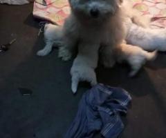 Lhasa apso breed sales in chennai 8838311044