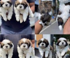 Premium Show Quality "Shih Tzu" Pups sale in chennai ❤️ 9710430367