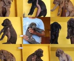 Gaint breed "Great Dane" Puppies for sale in chennai call or whatsapp