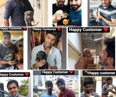 A-Z ALL KINDS OF ORIGINAL BREED PUPPIES SALE IN CHENNAI @ ONE PLACE ☎️ 9710430367