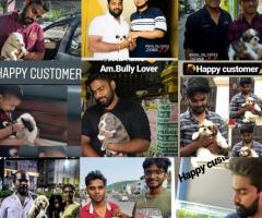 A-Z ALL KINDS OF ORIGINAL BREED PUPPIES SALE IN CHENNAI @ ONE PLACE ☎️ 9710430367