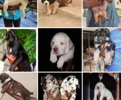 A-Z ALL KINDS OF ORIGINAL BREED PUPPIES SALE IN CHENNAI @ ONE PLACE ☎️ 9710430367