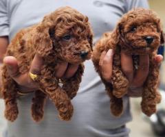 Pure exotic original toy poodle puppies for loving homes in chennai ❤️ call or WhatsApp 7200349948