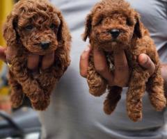 Pure exotic original toy poodle puppies for loving homes in chennai ❤️ call or WhatsApp 7200349948