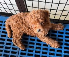 Toy poodle - Male - 47 days old, Apricot with rare white patch in chest.