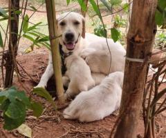 Labrador Puppies, 40 days old, 4 males and 1 female