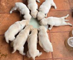 Labrador Puppies, 40 days old, 4 males and 1 female