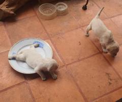 Labrador Puppies, 40 days old, 4 males and 1 female