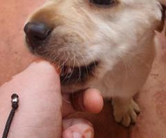 Labrador Puppies, 40 days old, 4 males and 1 female