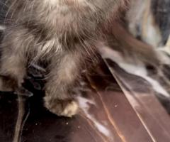 Cute Persian kittens available