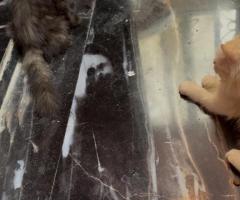 Cute Persian kittens available