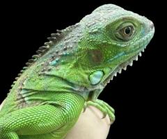 Hypo green iguvana