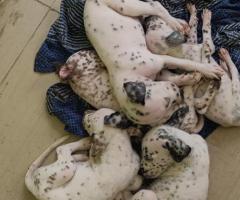 DALMATIAN PUPPIES FOR SALES@CHENNAI8838311044