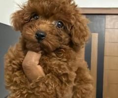 TOY POODLE CHOCOLATE  & apricot RARE COLOUR AVAILABLE @CHENNAI8838311044